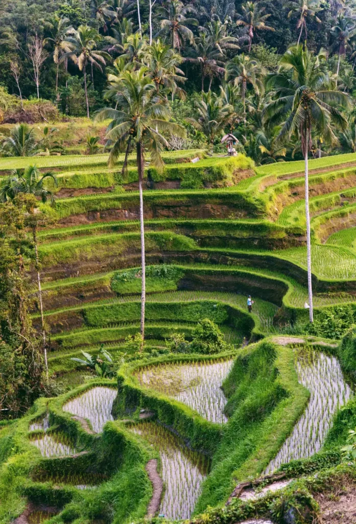tegalalang rice terraces